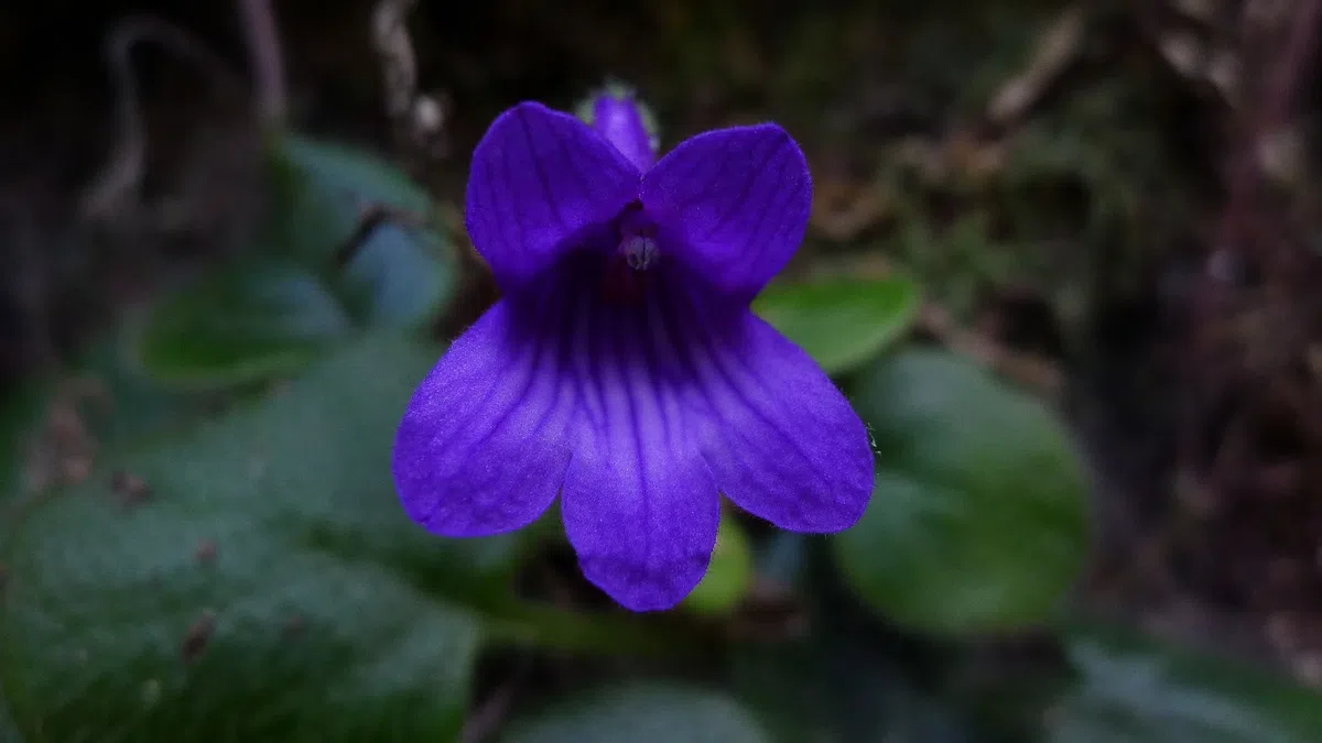 The Pride of Gesneriad Plants: Primulina rotundifolia (Hemsl.) Mich. Möller & A. Weber, is Probably the First Collection Record in the Plants Taxonomy History of China