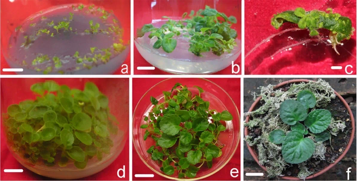 利用弥勒苣苔的芽进行离体保存和组培快繁