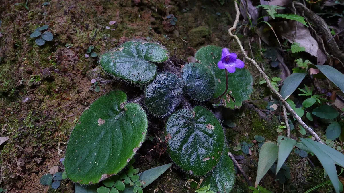 The Pride of Gesneriad Plants: Primulina rotundifolia (Hemsl.) Mich. Möller & A. Weber, is Probably the First Collection Record in the Plants Taxonomy History of China