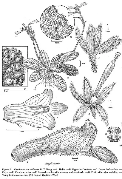 In vitro preservation and micropropagation of Oreocharis mileense(W.T. Wang) M. Möller & A. Weber (Gesneriaceae) through shootorganogenesis