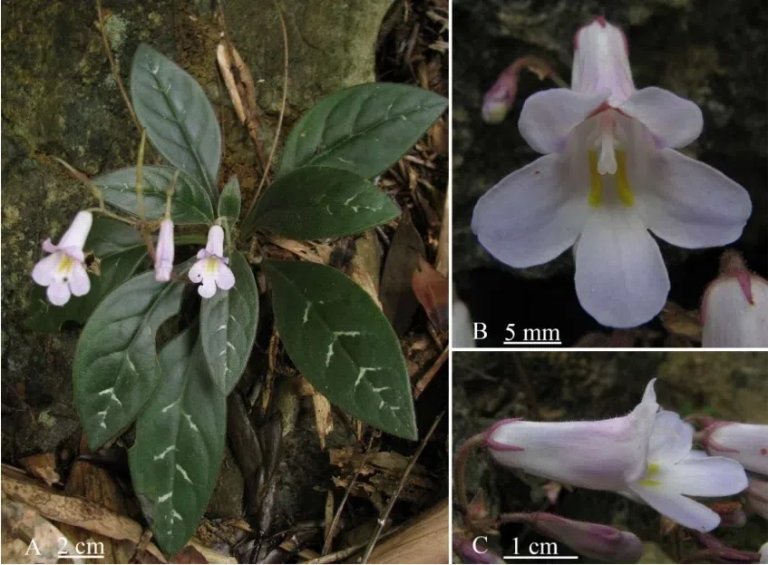 The newest published taxa and newest record of Gesneriaceae from China before 31 December 2018 (12)