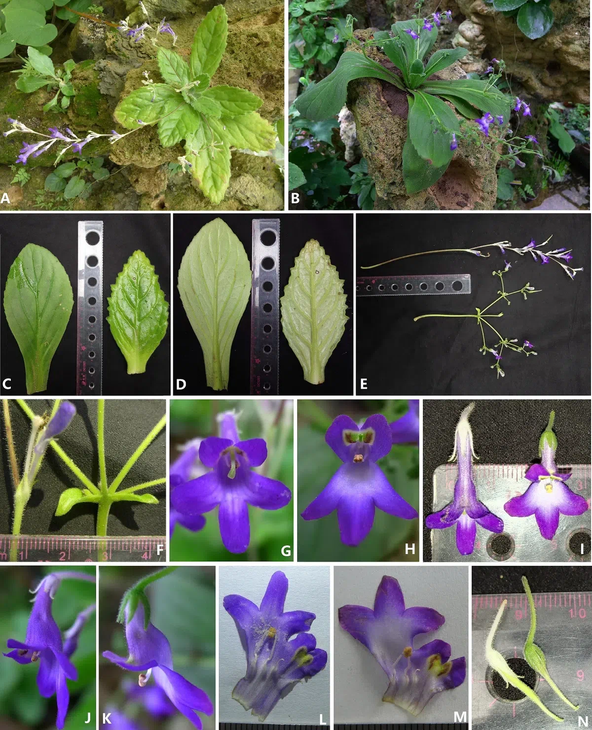 The newest published taxa and newest record of Gesneriaceae from China before 31 December 2019 (1)