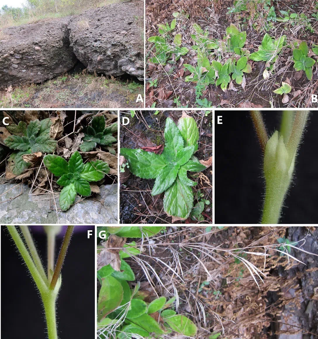 2019年度发表的苦苣苔科植物新种、新分类群和分布新记录（1）