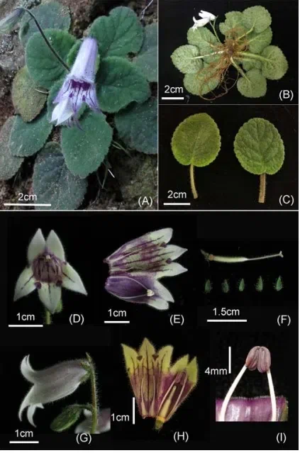 The newest published taxa and newest record of Gesneriaceae from China before 31 December 2018 (16)