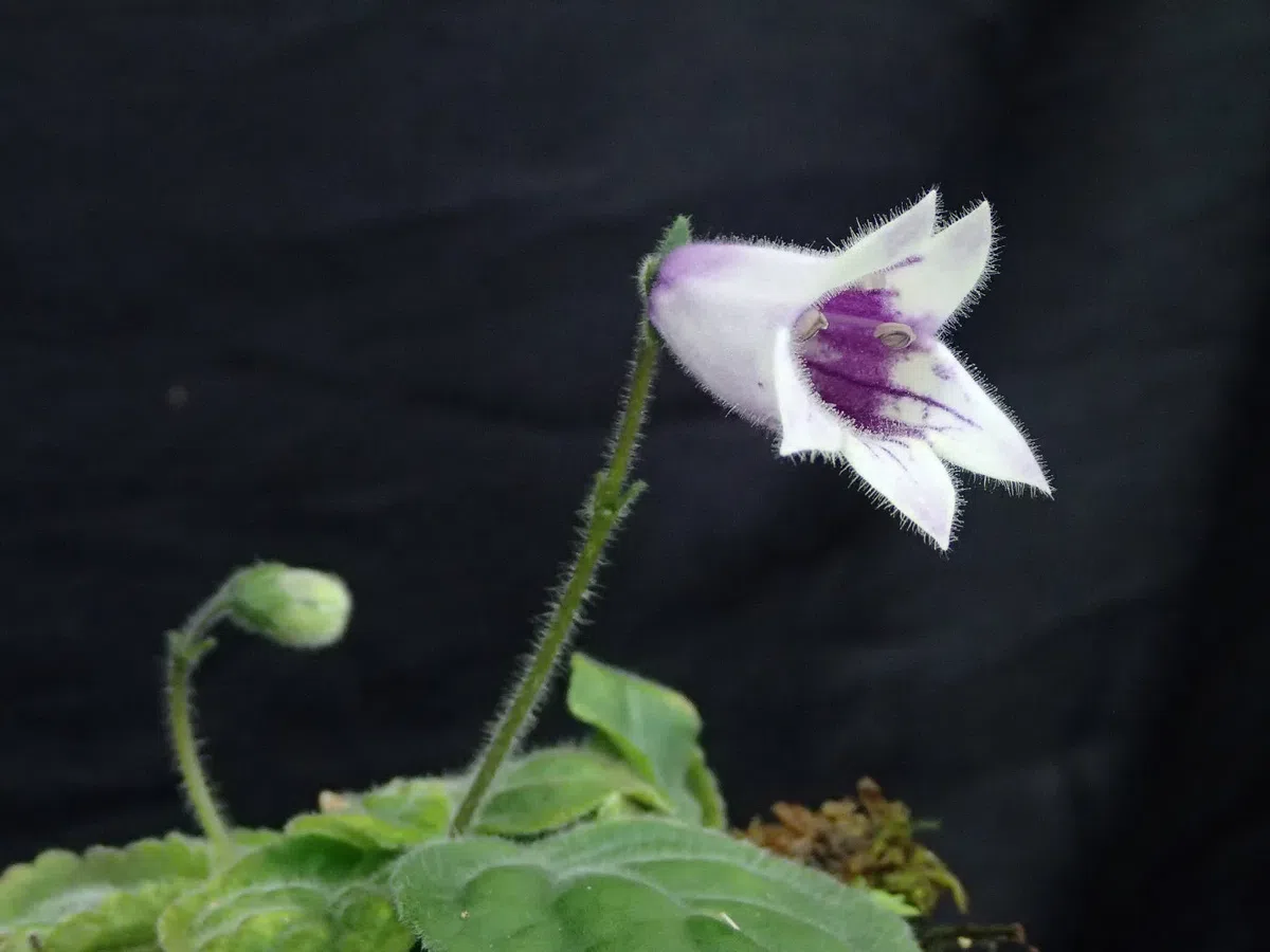 The newest published taxa and newest record of Gesneriaceae from China before 31 December 2018 (16)