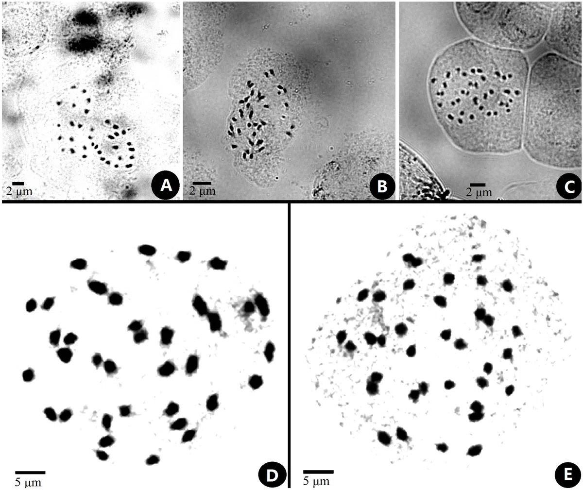 The newest published taxa and newest record of Gesneriaceae from China before 31 December 2019 (1)