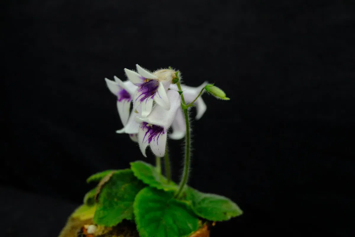 The newest published taxa and newest record of Gesneriaceae from China before 31 December 2018 (16)