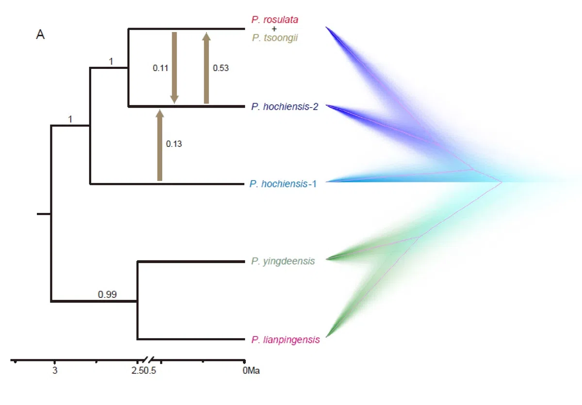 The newest published taxa and newest record of Gesneriaceae from China before 31 December 2019 (2)