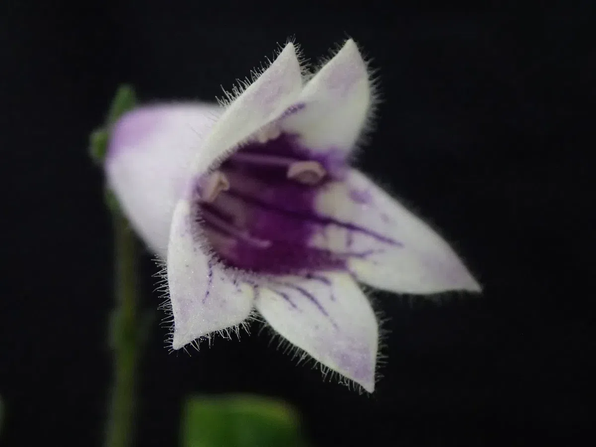 The newest published taxa and newest record of Gesneriaceae from China before 31 December 2018 (16)