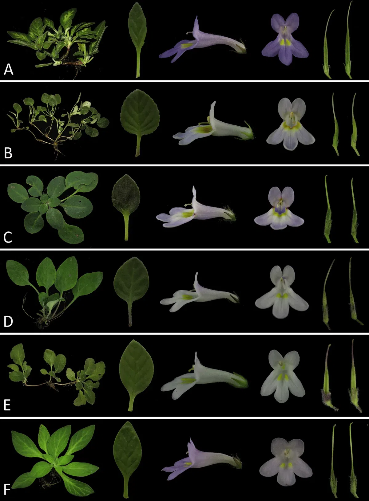 2019年度发表的苦苣苔科植物新种、新分类群和分布新记录（2）