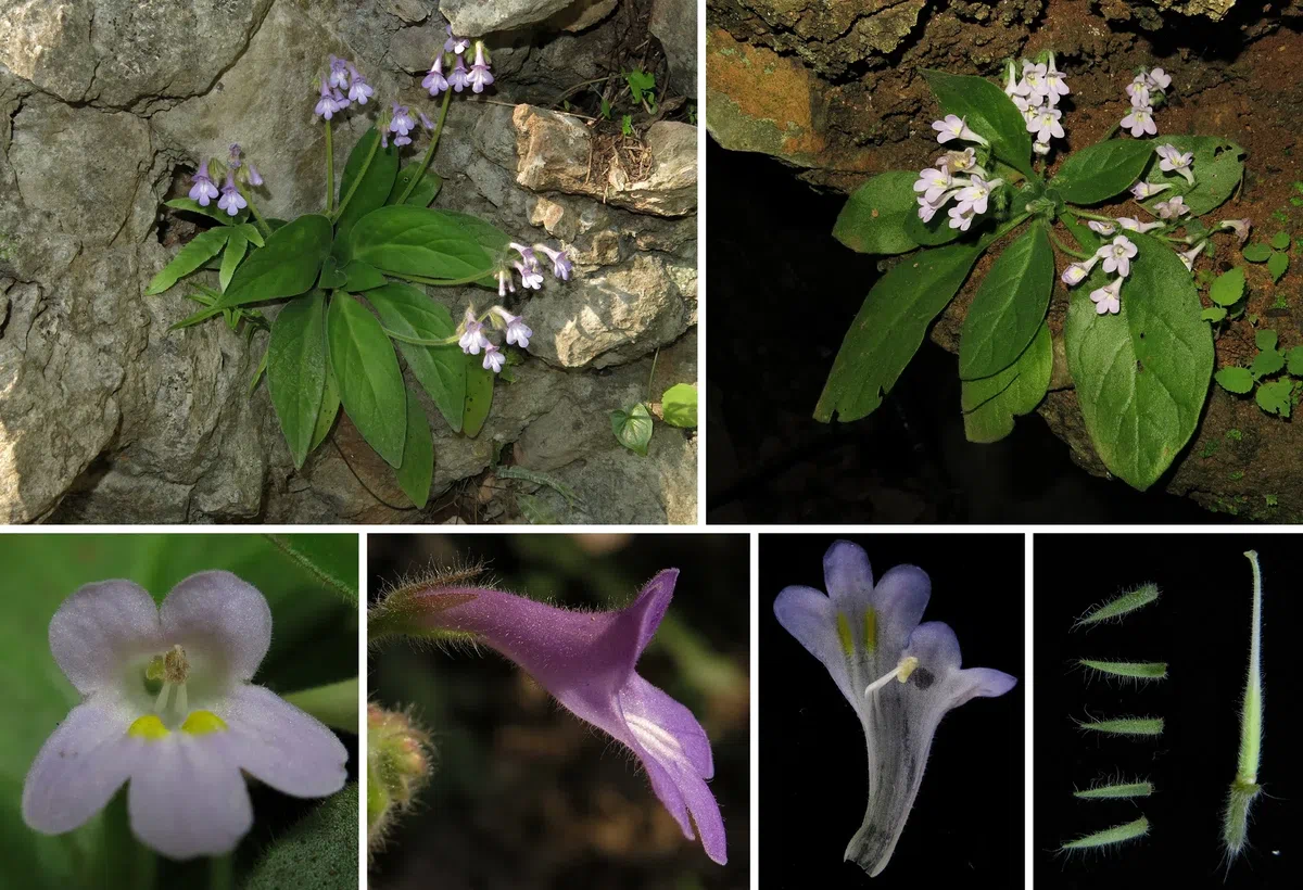 The newest published taxa and newest record of Gesneriaceae from China before 31 December 2019 (2)