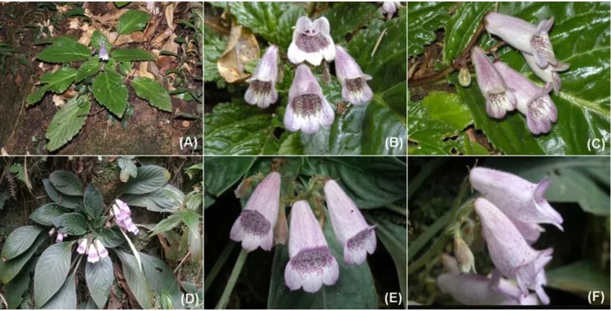 The newest published taxa and newest record of Gesneriaceae from China before 31 December 2018 (16)