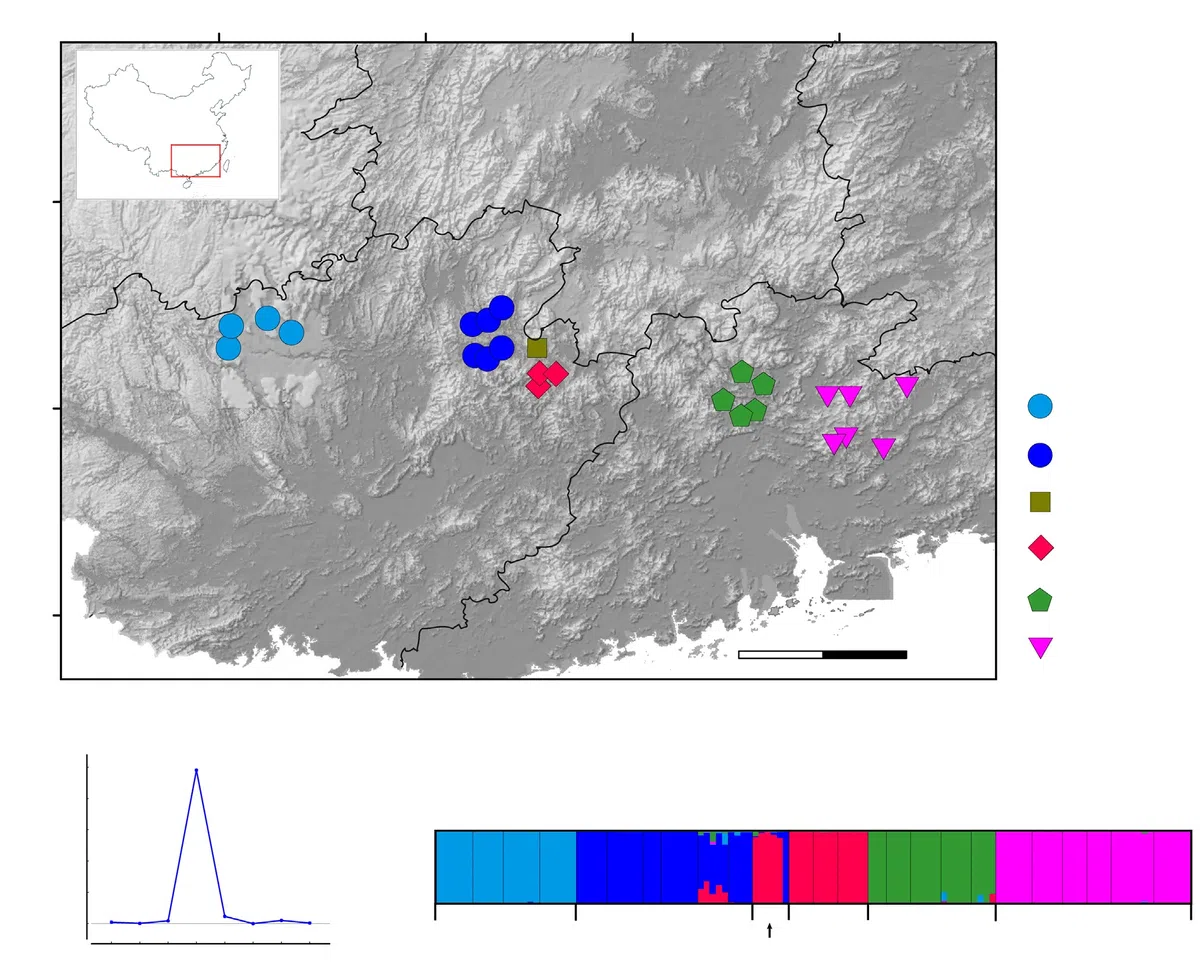 The newest published taxa and newest record of Gesneriaceae from China before 31 December 2019 (2)