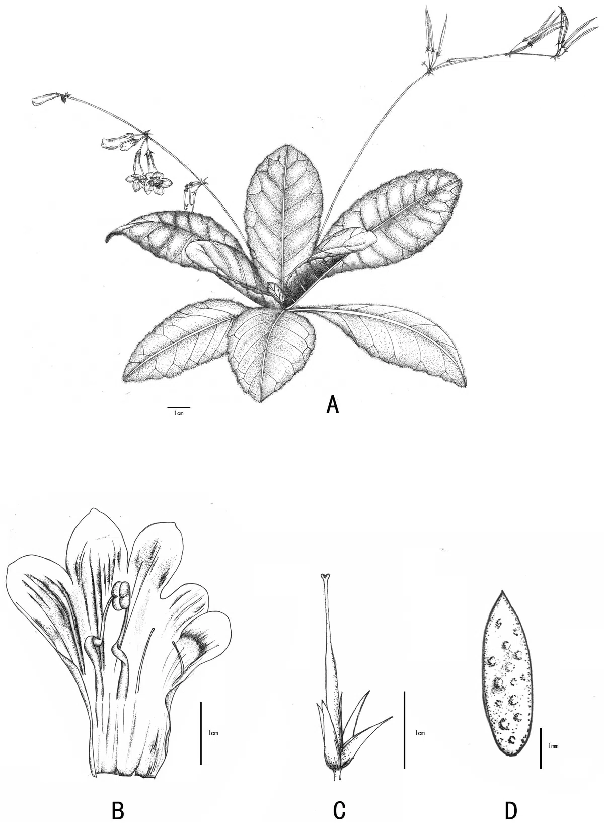 The newest published taxa and newest record of Gesneriaceae from China before 31 December 2019 (1)