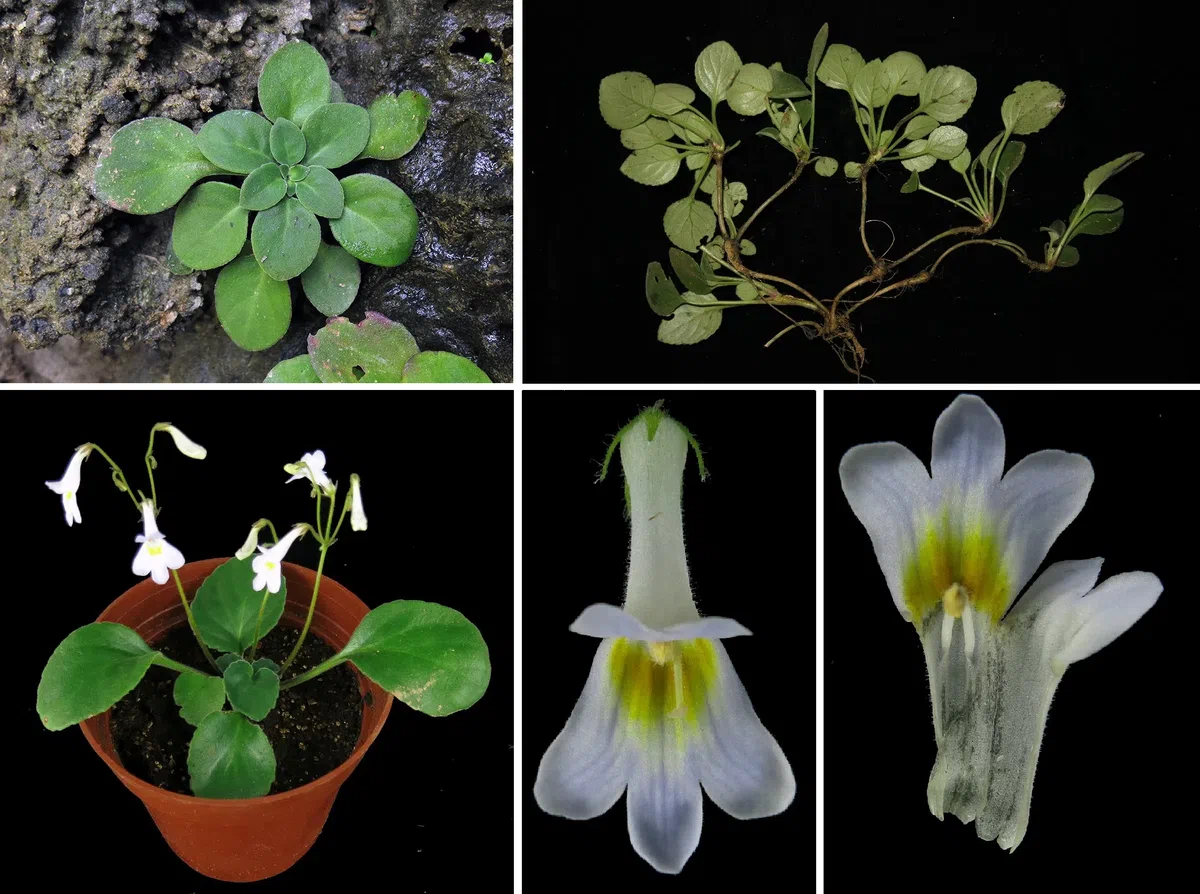 The newest published taxa and newest record of Gesneriaceae from China before 31 December 2019 (2)