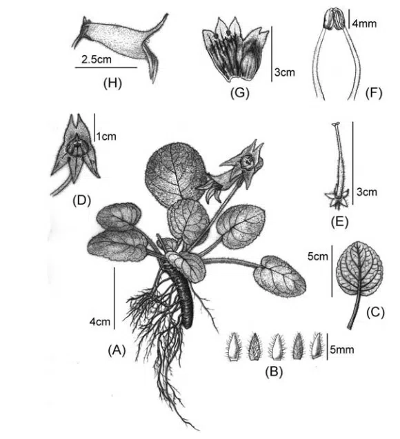 2018年度发表的苦苣苔科植物新种、新分类群和分布新记录（16）