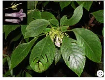 The newest published taxa and newest record of Gesneriaceae from China before 31 December 2019 (7)