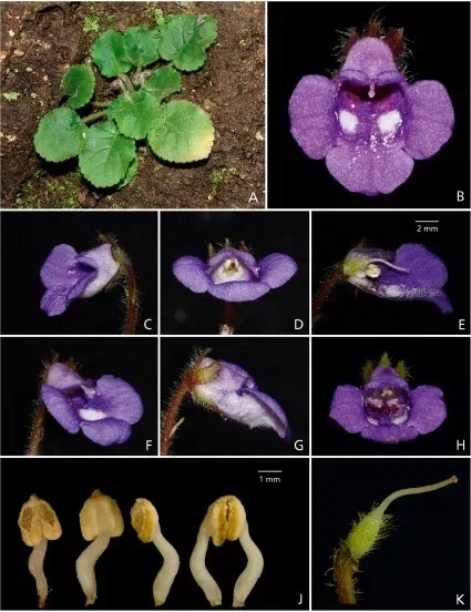 ​​The newest published taxa and newest record of Gesneriaceae from China before 31 December 2019 (6)