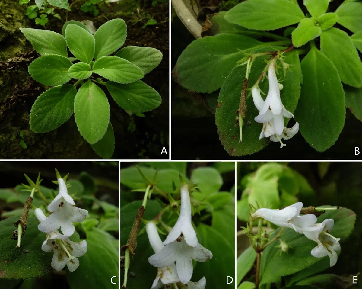 ​​The newest published taxa and newest record of Gesneriaceae from China before 31 December 2019 (4)  