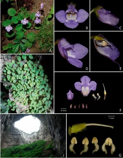 2019年度发表的苦苣苔科植物新种、新分类群和分布新记录（6）