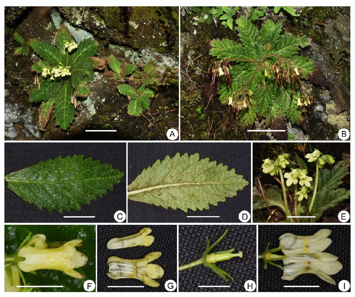 2019年度发表的苦苣苔科植物新种、新分类群和分布新记录（3）