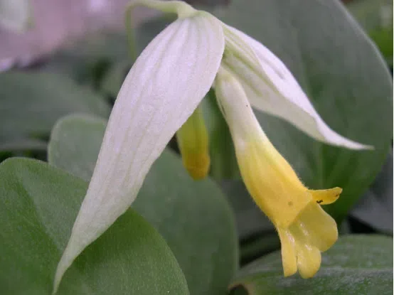 ​​The newest published taxa and newest record of Gesneriaceae from China before 31 December 2019 (5)