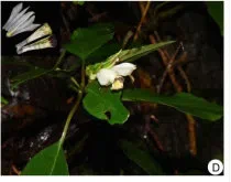 The newest published taxa and newest record of Gesneriaceae from China before 31 December 2019 (7)