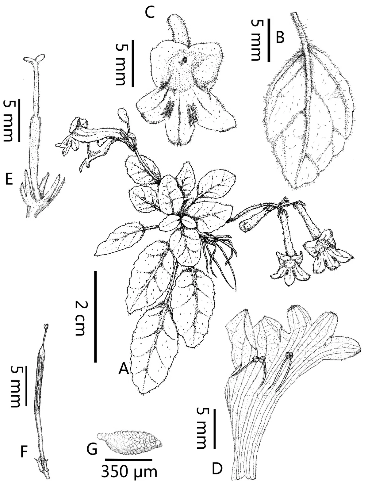 ​​The newest published taxa and newest record of Gesneriaceae from China before 31 December 2019 (4)  