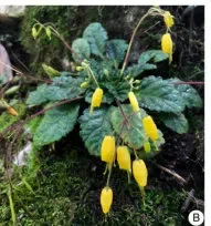 The newest published taxa and newest record of Gesneriaceae from China before 31 December 2019 (7)