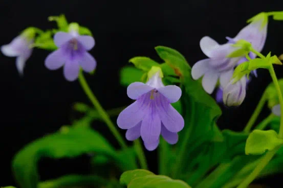 ​​The newest published taxa and newest record of Gesneriaceae from China before 31 December 2019 (5)