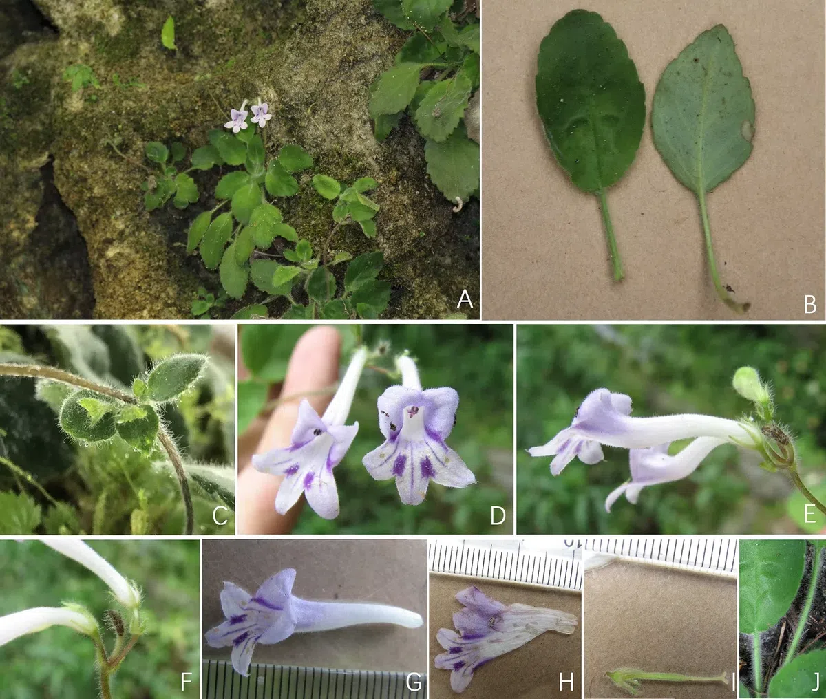 ​​The newest published taxa and newest record of Gesneriaceae from China before 31 December 2019 (4)  