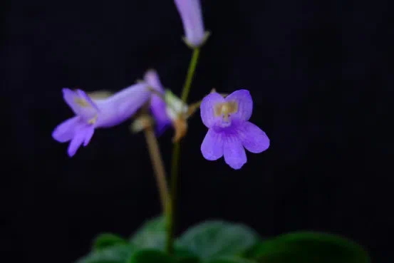 ​​The newest published taxa and newest record of Gesneriaceae from China before 31 December 2019 (5)