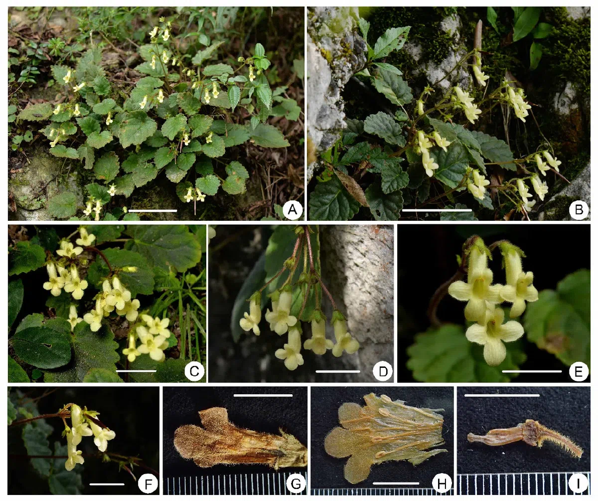 2019年度发表的苦苣苔科植物新种、新分类群和分布新记录（3）