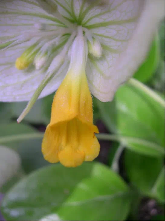 ​​The newest published taxa and newest record of Gesneriaceae from China before 31 December 2019 (5)