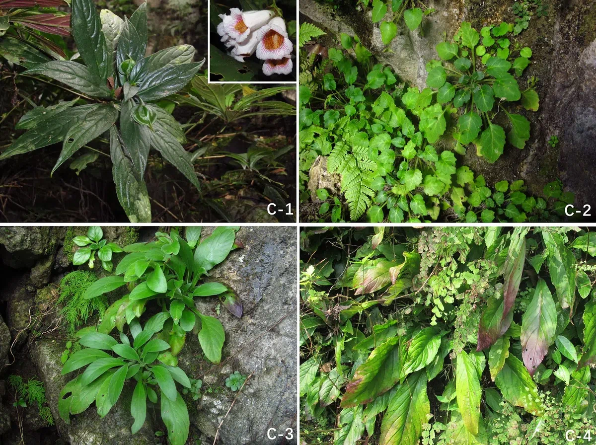 2019年度发表的苦苣苔科植物新种、新分类群和分布新记录（9）