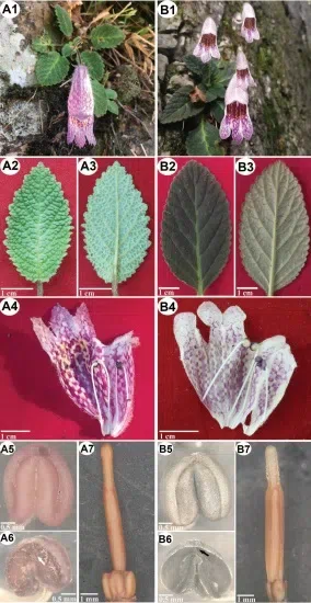 The newest published taxa and newest record of Gesneriaceae from China before 31 December 2019 (12)