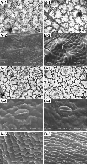 The newest published taxa and newest record of Gesneriaceae from China before 31 December 2019 (12)