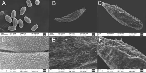 The newest published taxa and newest record of Gesneriaceae from China before 31 December 2019 (11)