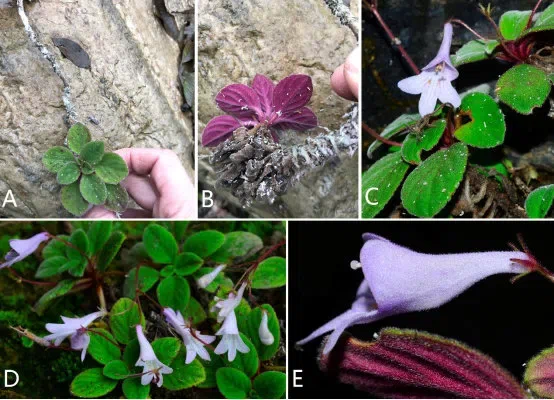 The newest published taxa and newest record of Gesneriaceae from China before 31 December 2019 (11)