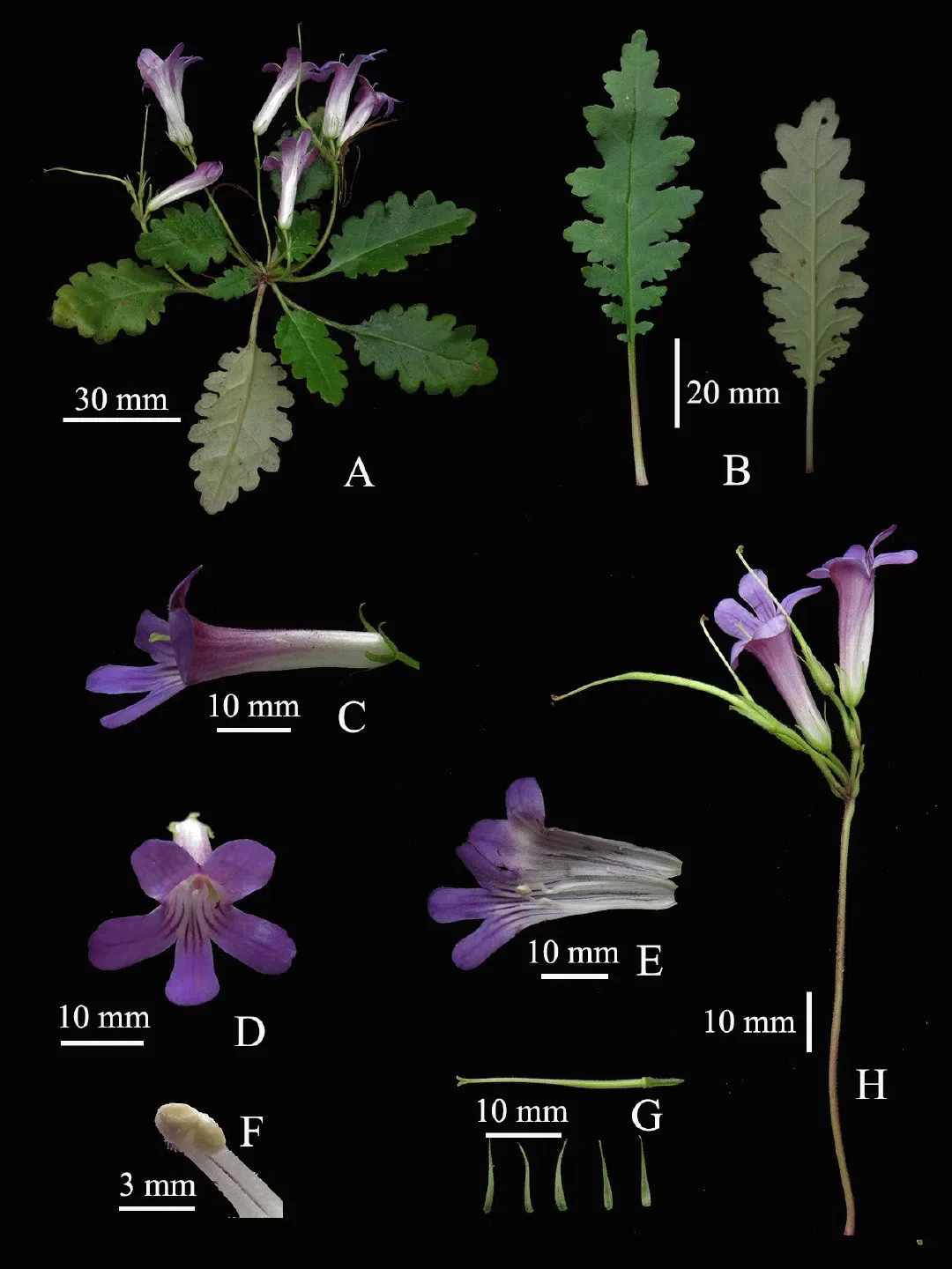 2019年度发表的苦苣苔科植物新种、新分类群和分布新记录（14）