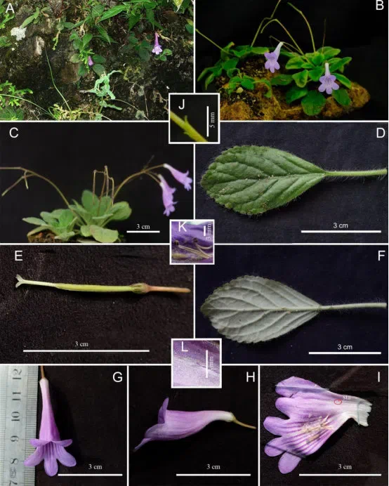 2019年度发表的苦苣苔科植物新种、新分类群和分布新记录（11）