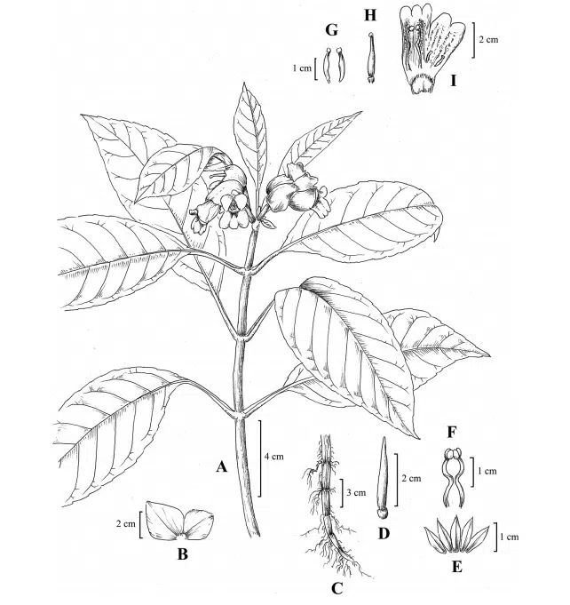 The newest published taxa and newest record of Gesneriaceae from China before 31 December 2019 (10)