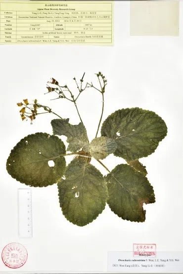 The newest published taxa and newest record of Gesneriaceae from China before 31 December 2019 (13)