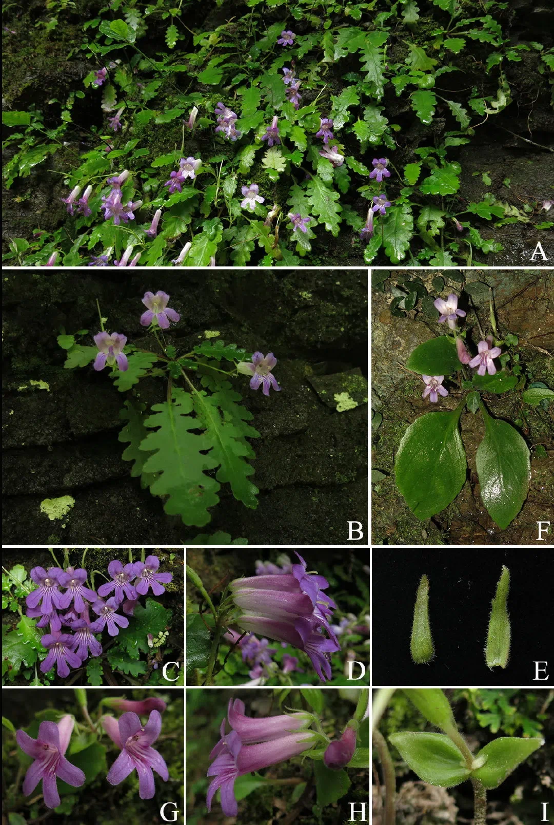 The newest published taxa and newest record of Gesneriaceae from China before 31 December 2019 (14)