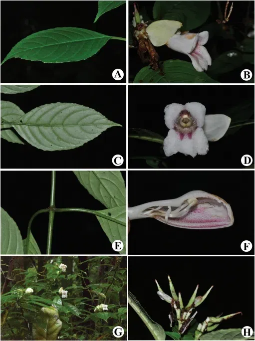 The newest published taxa and newest record of Gesneriaceae from China before 31 December 2019 (10)