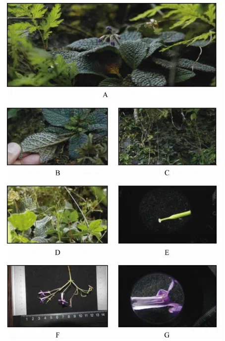 2019年度发表的苦苣苔科植物新种、新分类群和分布新记录（8）