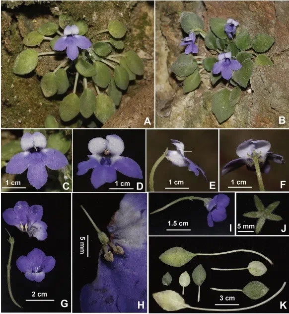 2019年度发表的苦苣苔科植物新种、新分类群和分布新记录（22）