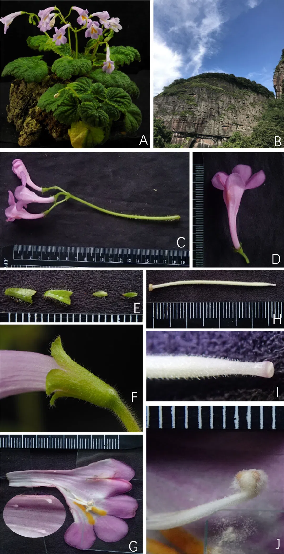 2019年度发表的苦苣苔科植物新种、新分类群和分布新记录（19）