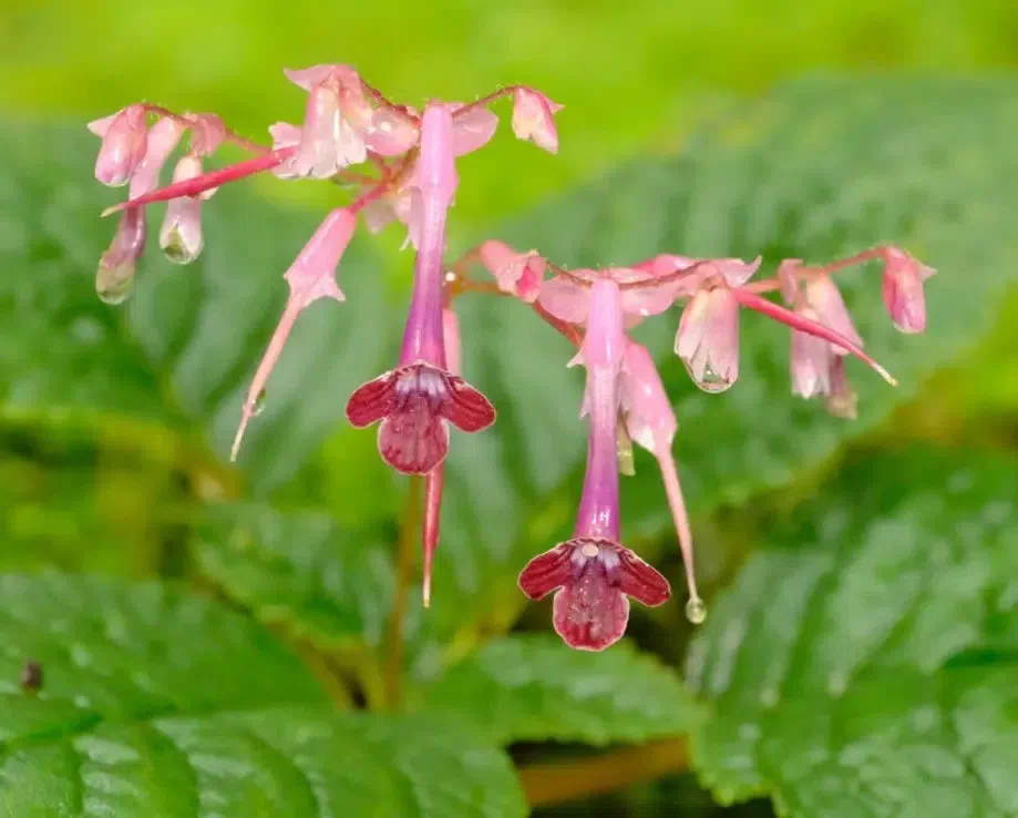 The checklist of Chinese Gesneriaceae has been updated!