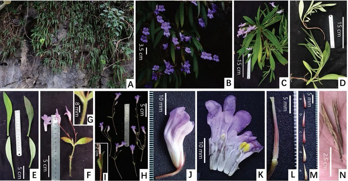 The newest published taxa and newest record of Gesneriaceae from China before 31 December 2019 (18)